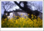 Wuyuan Montage011
