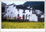 Wuyuan Montage017