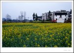 Wuyuan 003