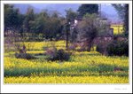 Wuyuan 009