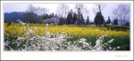 Wuyuan xpan008