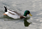 IMG_2175006