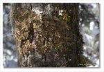 Frame_IMG_8806 e