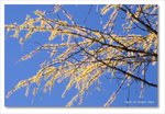 Frame_IMG_8807 e