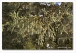 Frame_IMG_8828 e