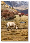 Frame_IMG_8352_edited-1