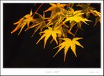 _MG_5782 ec