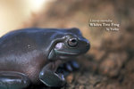 L_caerulea04
