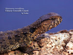 S_crocodilhurus02
