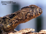
Shinisaurus crocodilhurus 05