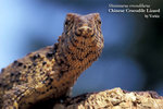 S_crocodilhurus07
