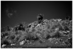 _DSC3094