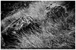 _DSC3098