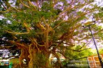 DSC_2309_tree_Aaron's-Image