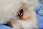 poor tom 
DSC_0930