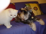 Ting Ting & Siu Mo