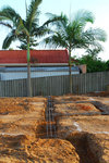 20091105009W (My two palm tree and footings)