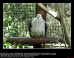20070704062W