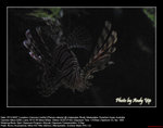 20071107069W