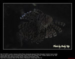 20071107071W