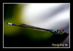 



200502060135(F)
