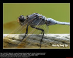 20070415005W