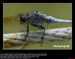 20070415006W