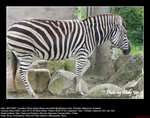 20070704126W