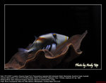 20071107155W