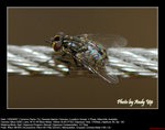 20070812038W
