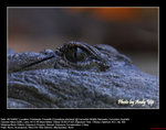 20071028069W