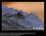 20071028072W