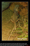 20071028037W
