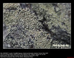 20070507008W