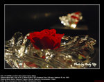 20081221098W