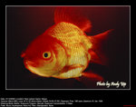 20081221105W