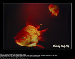 20081221106W
