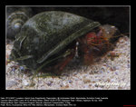 20071107001W
