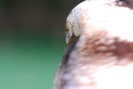 20090227089W