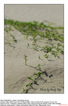 20080504078W