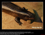 20071028016W