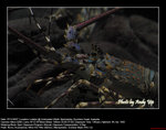 20071107015W