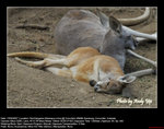 20070815033W