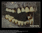 20090118066W