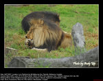 20070704217W