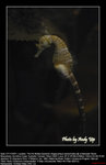 20071107054W