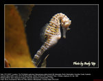 20071107060W