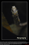 20071107061W
