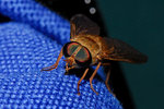 20090227054W