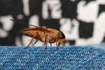 20090227056W